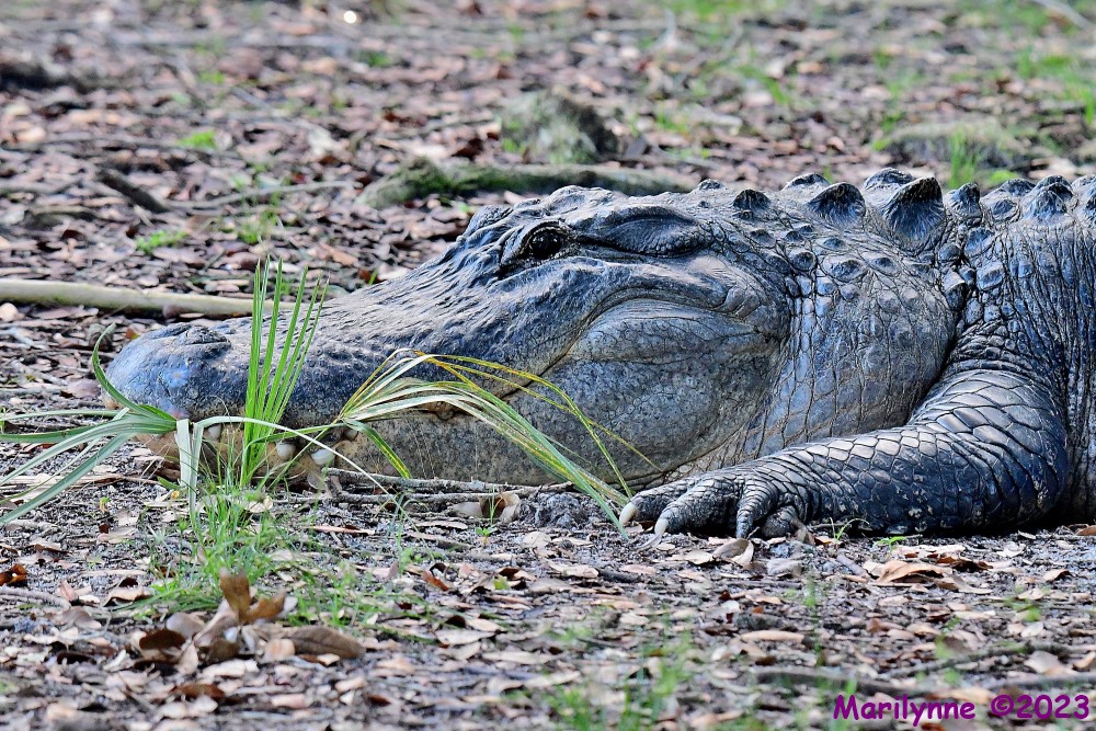 DSC_7849_001.JPG