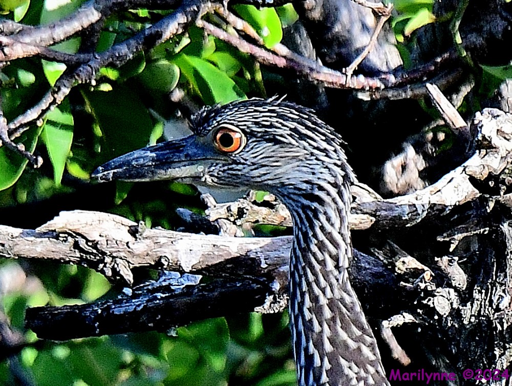 DSC_7849_001.JPG