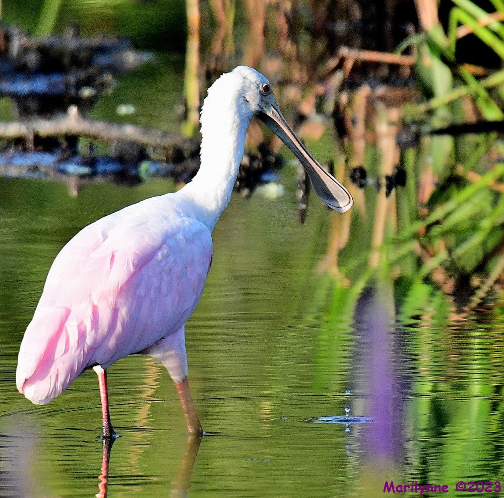 DSC_7850_001.JPG