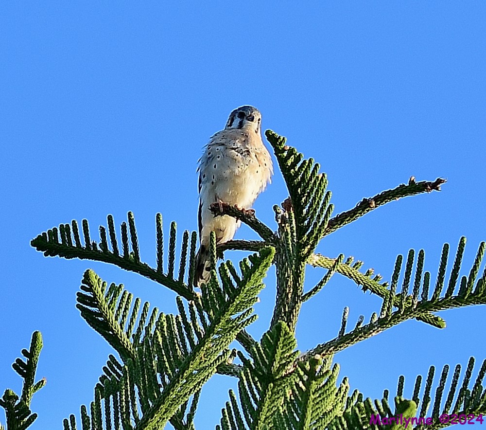 DSC_7850_001.JPG