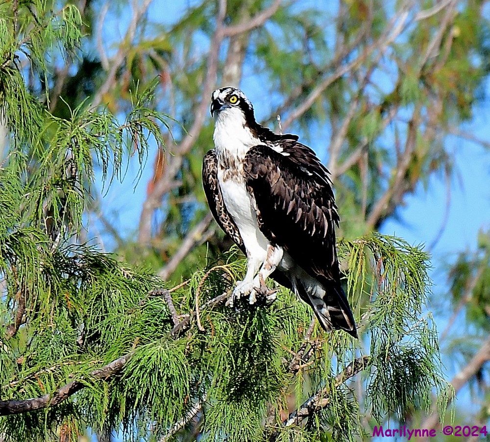 DSC_7851_001.JPG