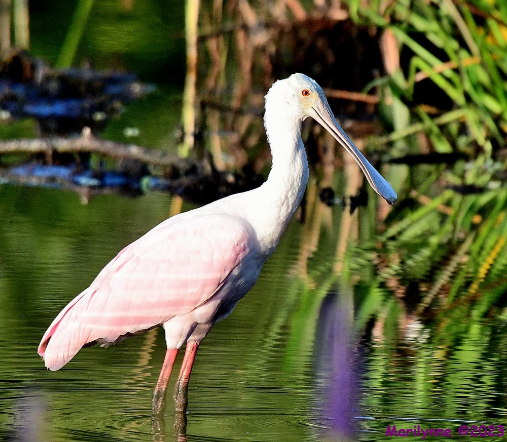 DSC_7852_001.JPG