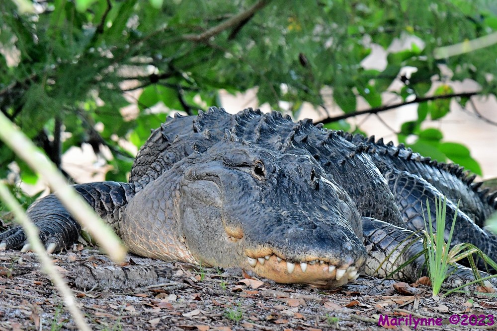DSC_7853_001.JPG