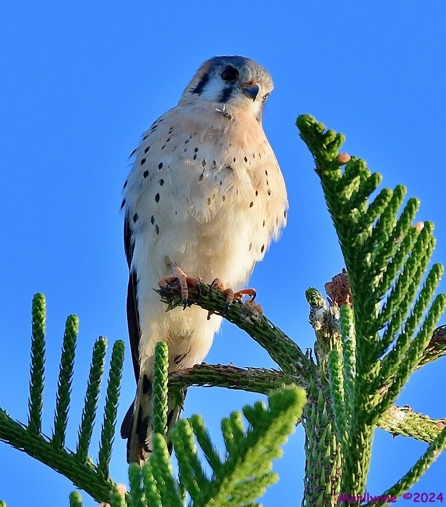 DSC_7854_001.JPG