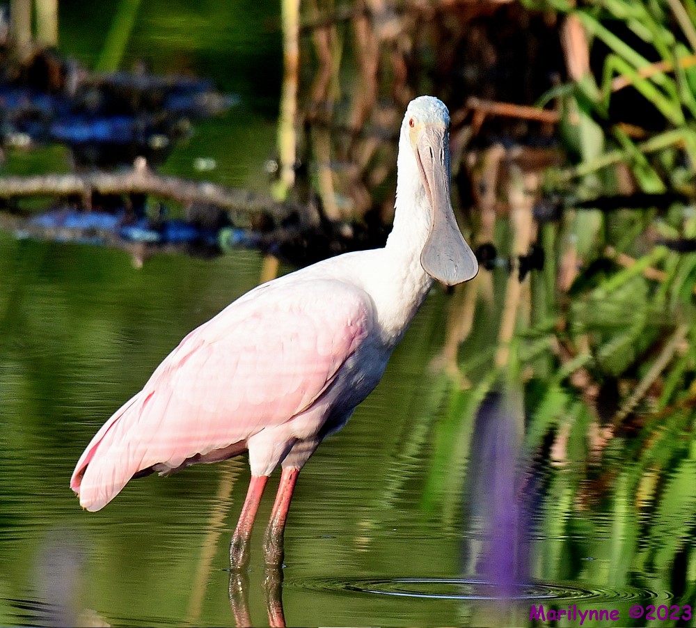 DSC_7855_001.JPG
