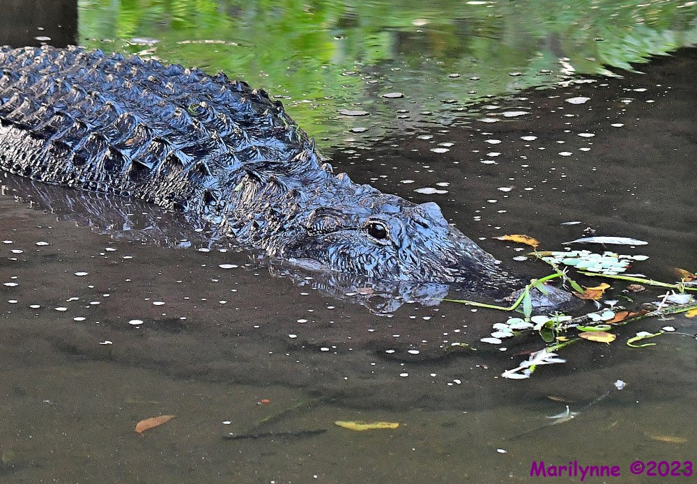 DSC_7855_001.JPG