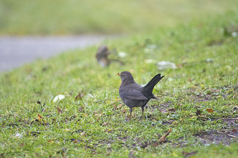 DSC_7856.jpg