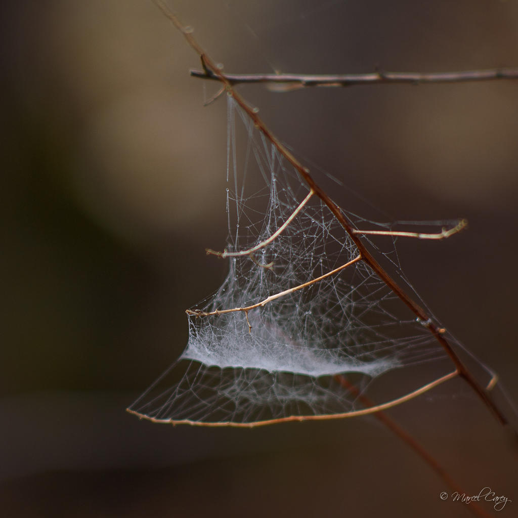 DSC_7856.jpg