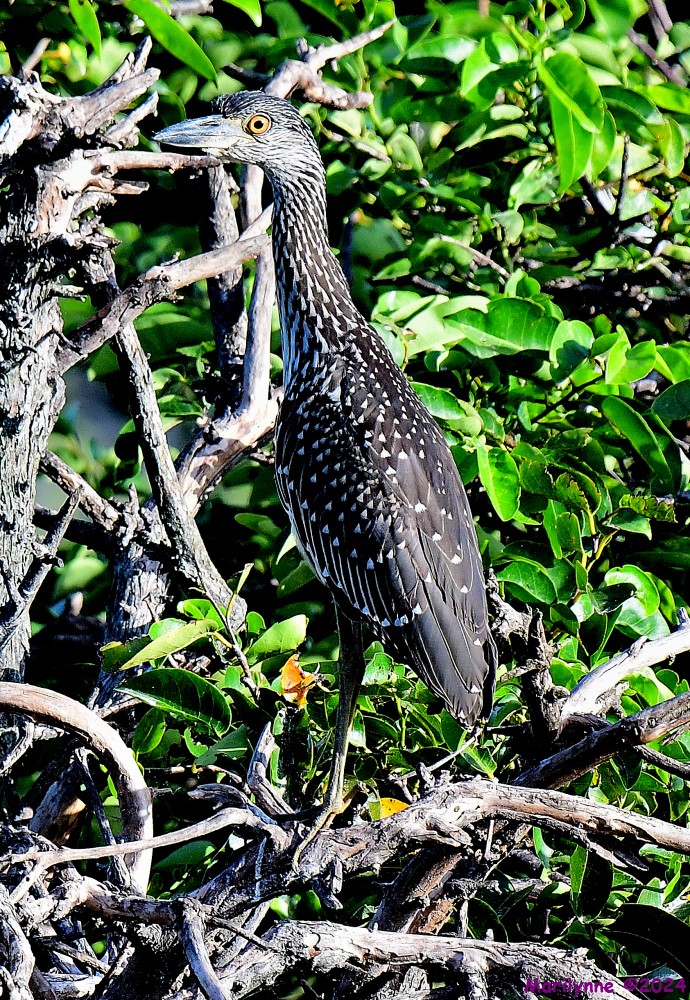 DSC_7856_001.JPG