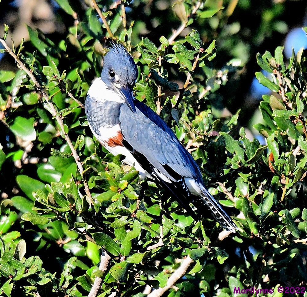 DSC_7860_001.JPG