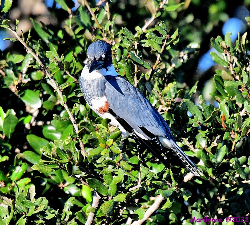 DSC_7861_001.JPG