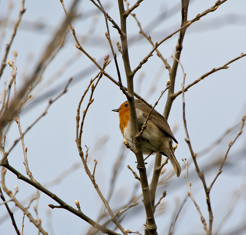 DSC_7862.jpg