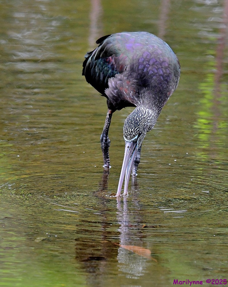 DSC_7863_001.JPG
