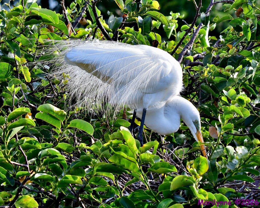 DSC_7863_001.JPG
