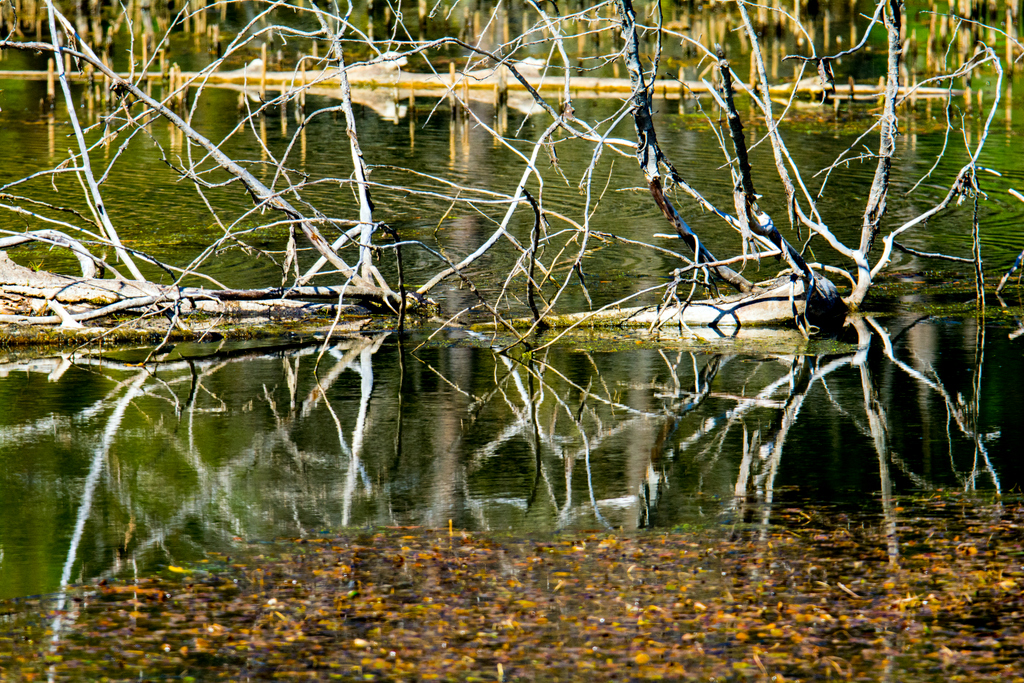 DSC_7864.jpg