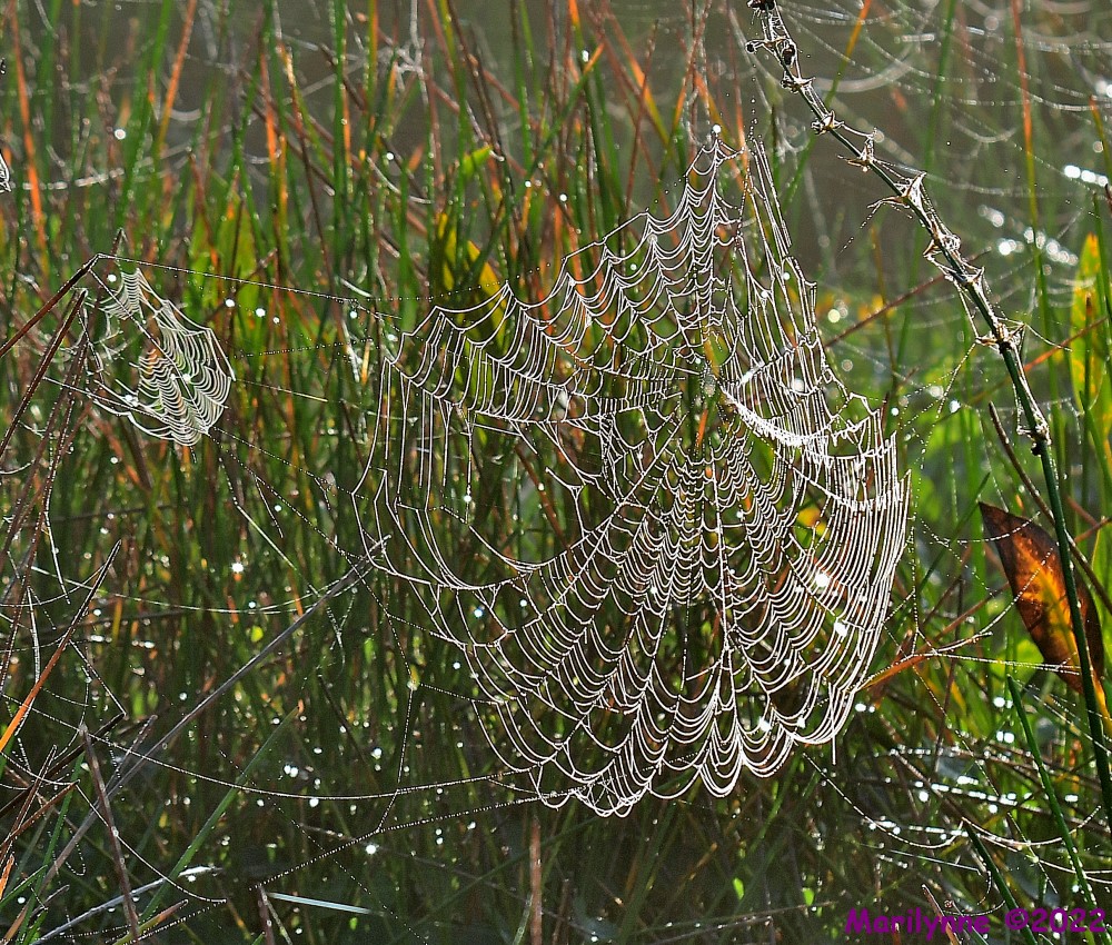 DSC_7864_001.JPG