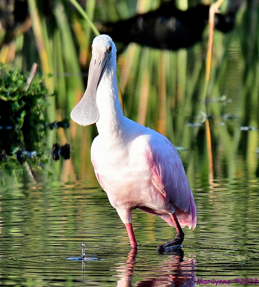 DSC_7864_001.JPG