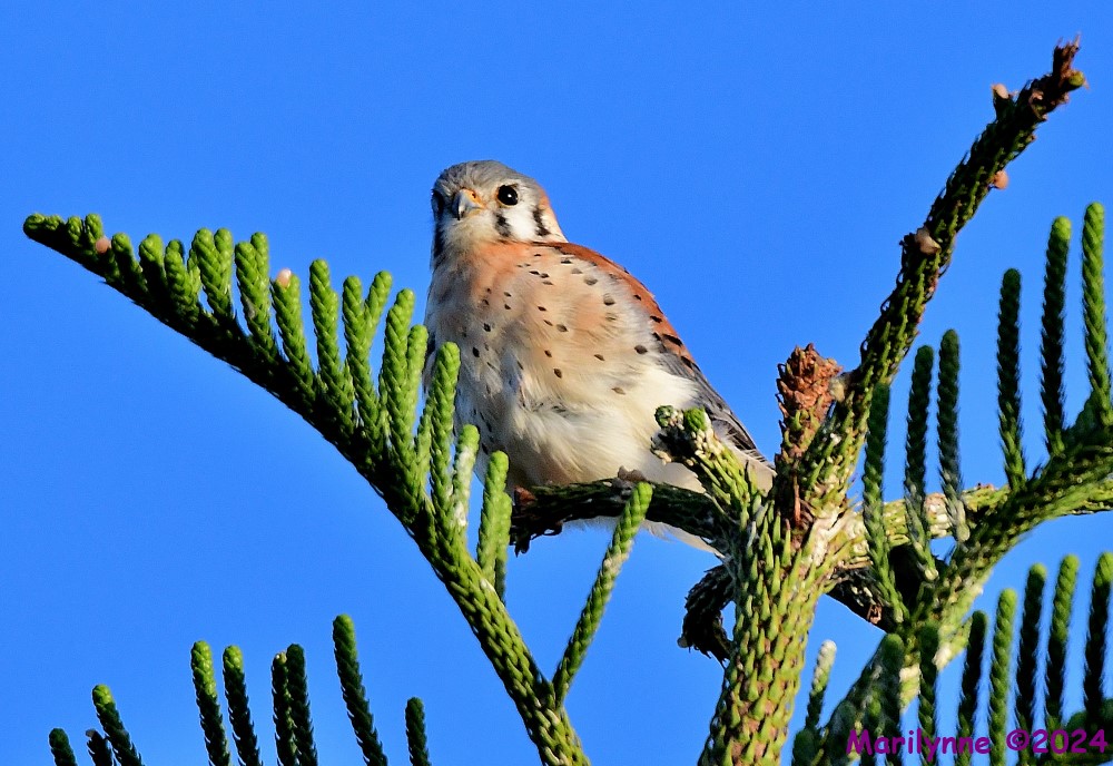 DSC_7864_001.JPG