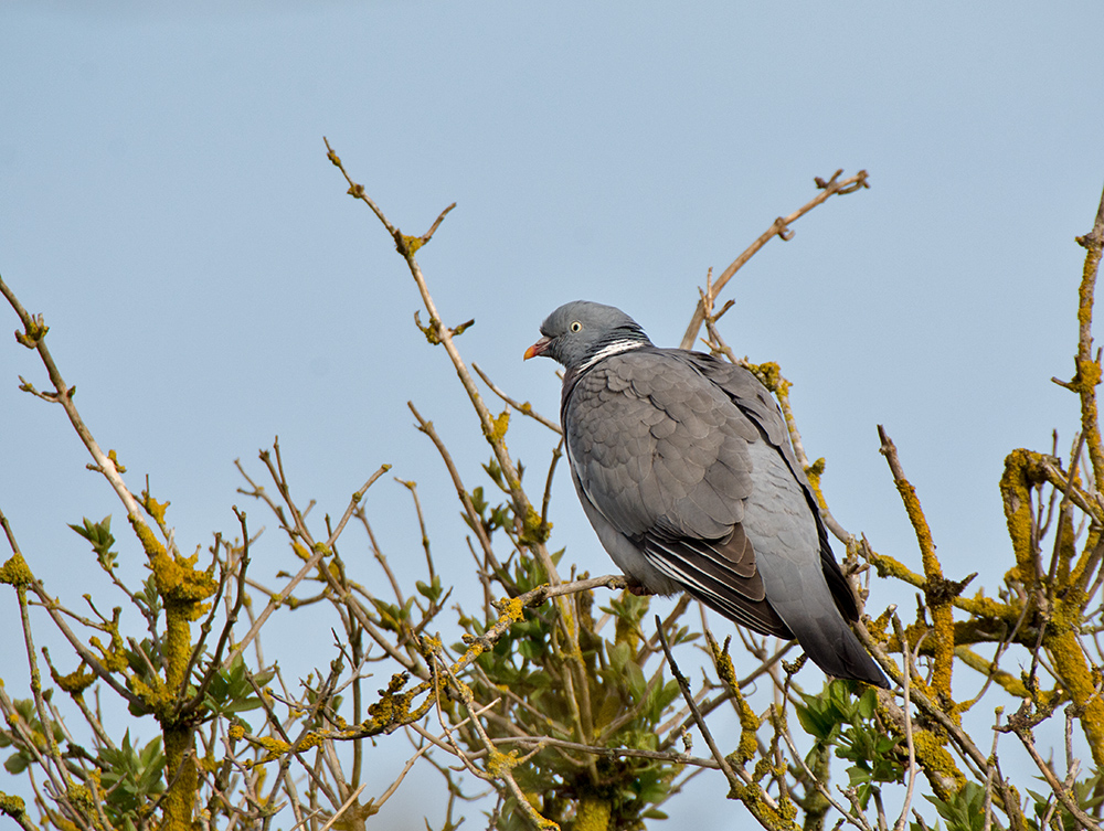 DSC_7865.jpg