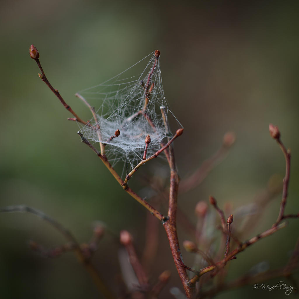 DSC_7865.jpg