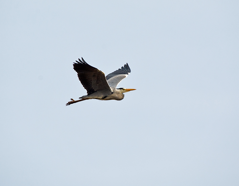 DSC_7868.jpg