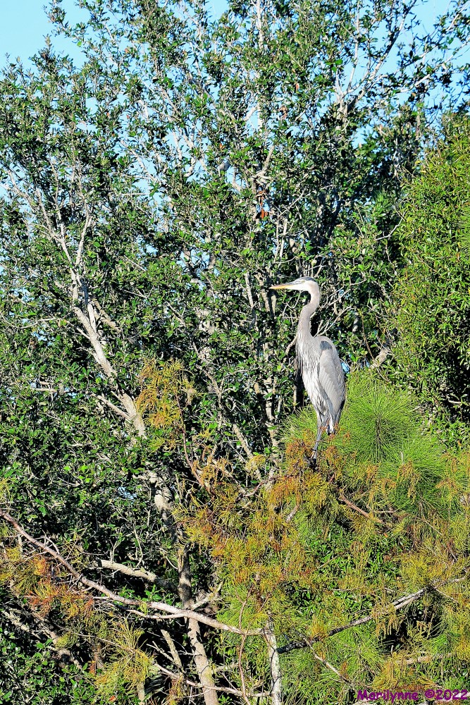 DSC_7868_001.JPG