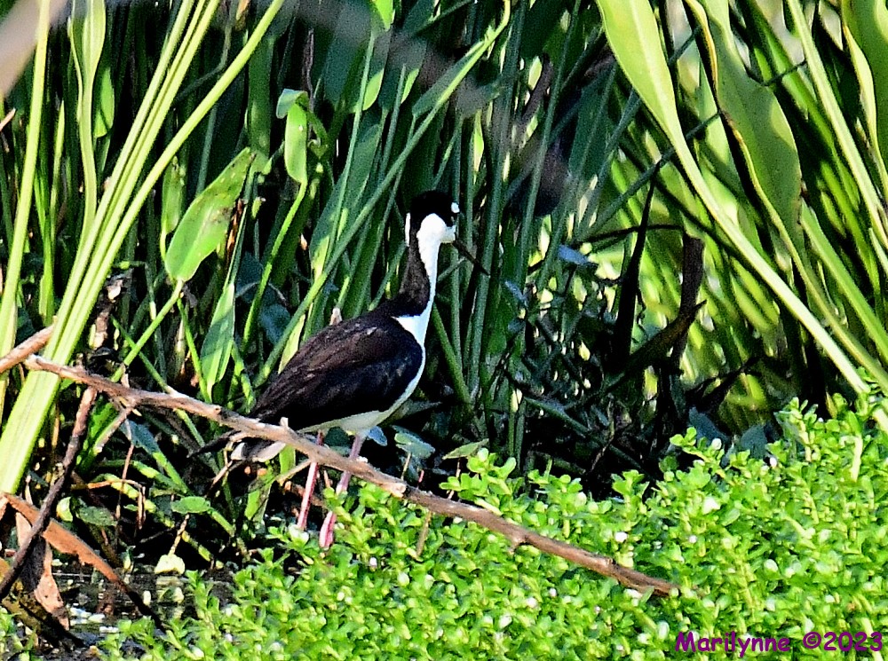 DSC_7868_001.JPG