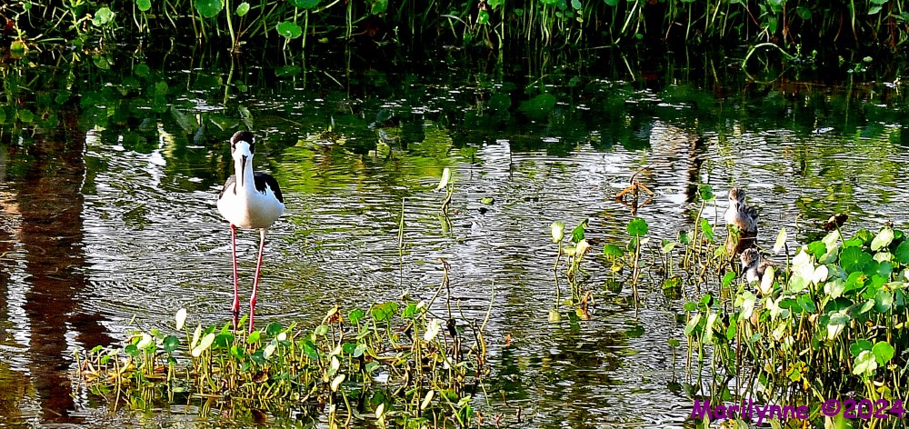 DSC_7869_001.JPG