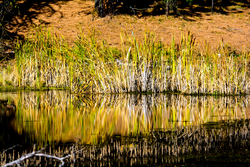 DSC_7871.jpg