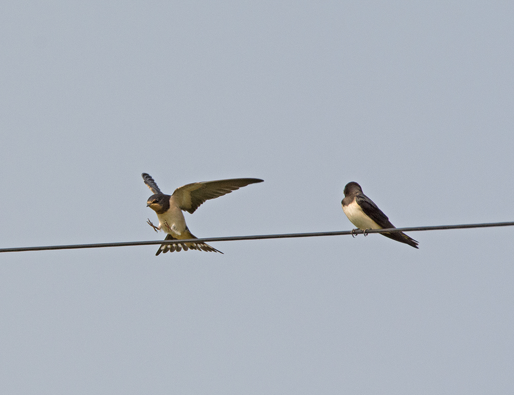 DSC_7873.jpg
