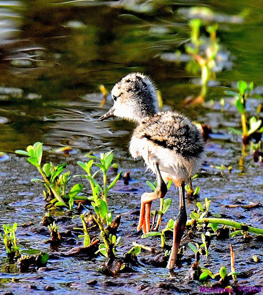 DSC_7875_001.JPG