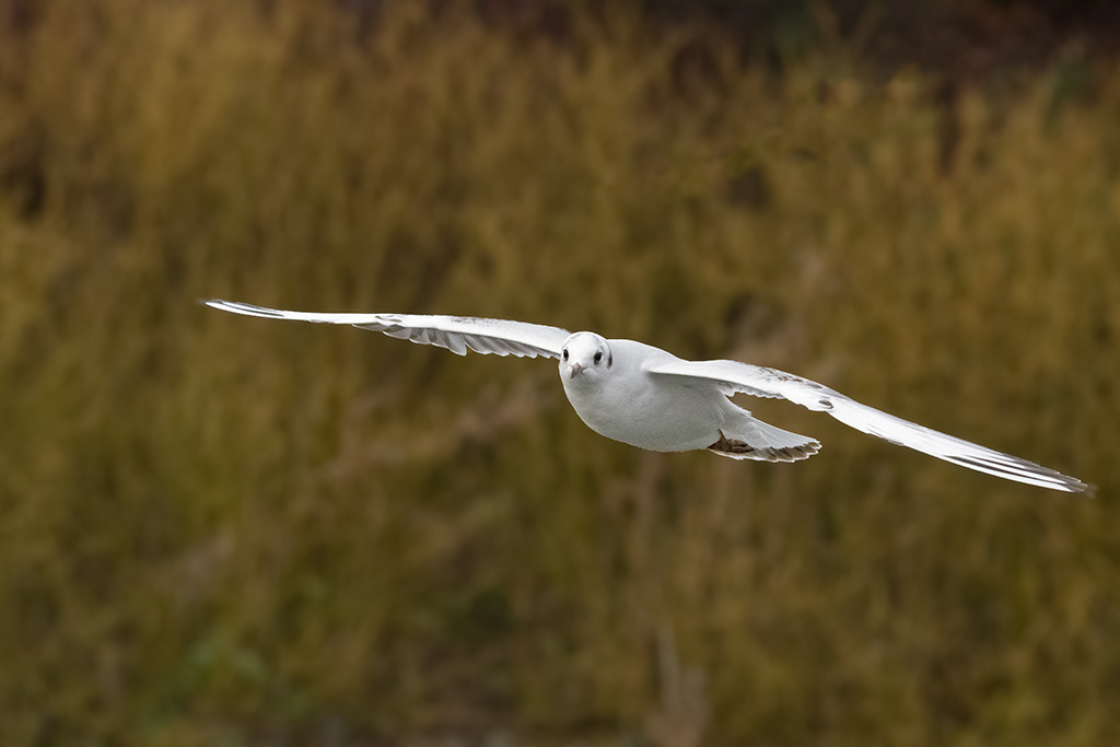 DSC_7876.jpg