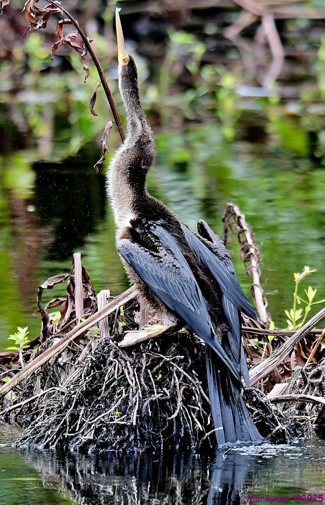 DSC_7876_001.JPG