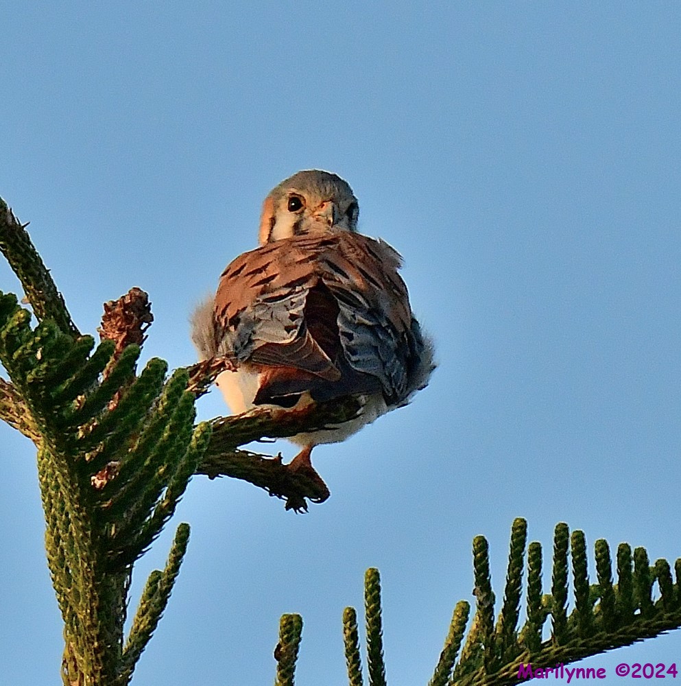 DSC_7877_001.JPG