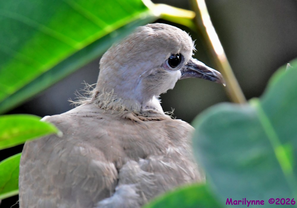 DSC_7878_001.JPG