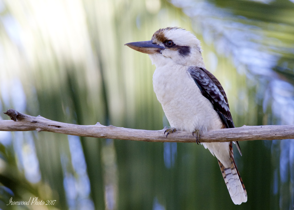 DSC_7881.jpg
