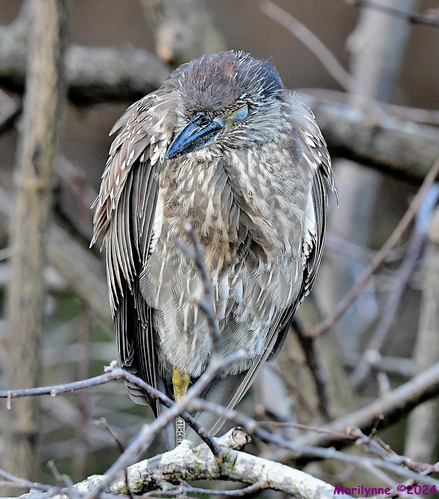 DSC_7881_001.JPG