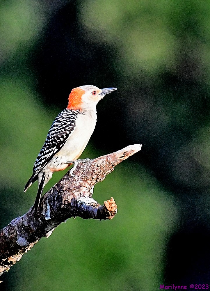 DSC_7882_001.JPG