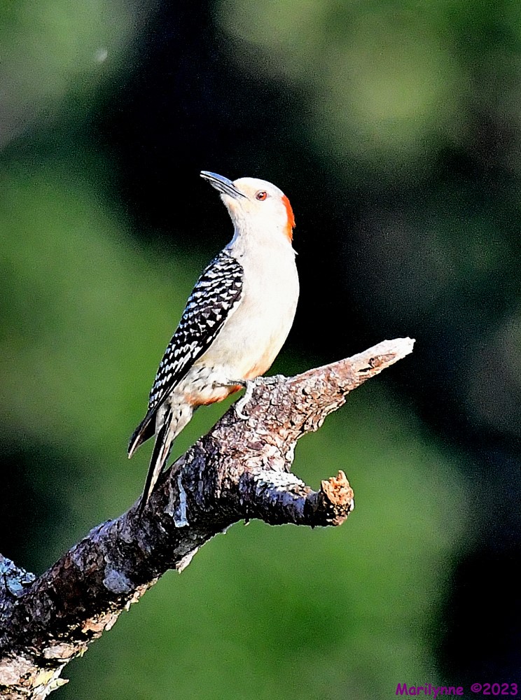 DSC_7883_001.JPG