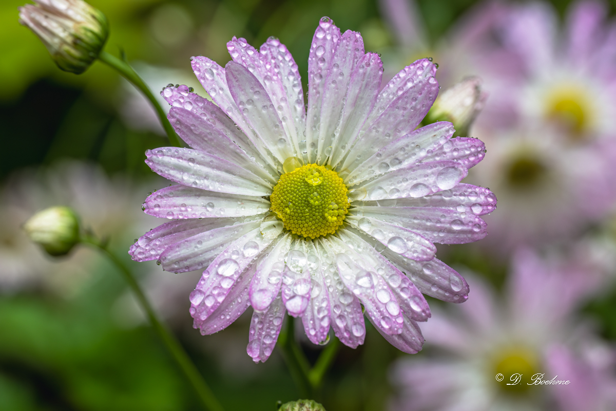DSC_7884-DeNoiseAI-low-light.jpg