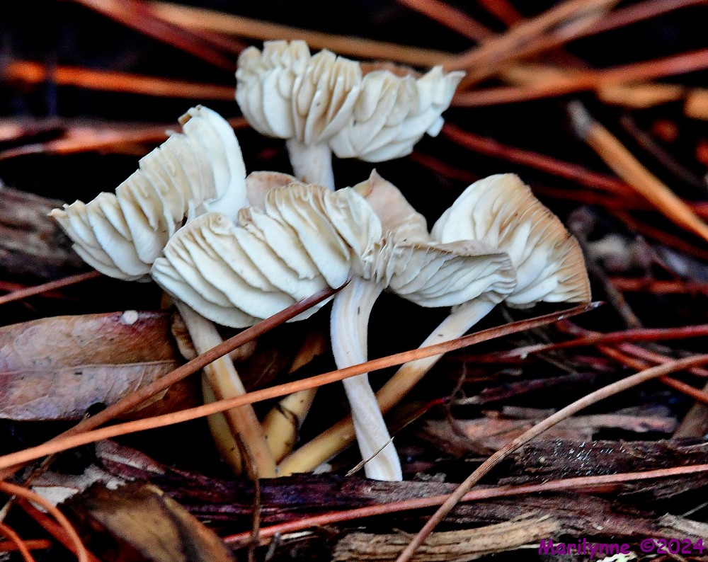 DSC_7884_001.JPG