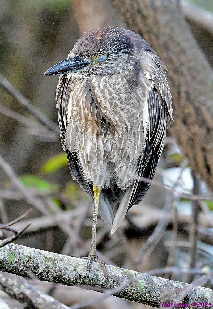 DSC_7886_001.JPG