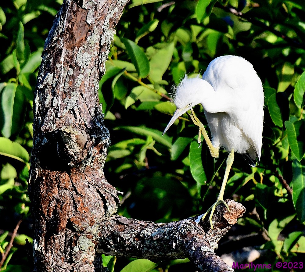 DSC_7887_001.JPG