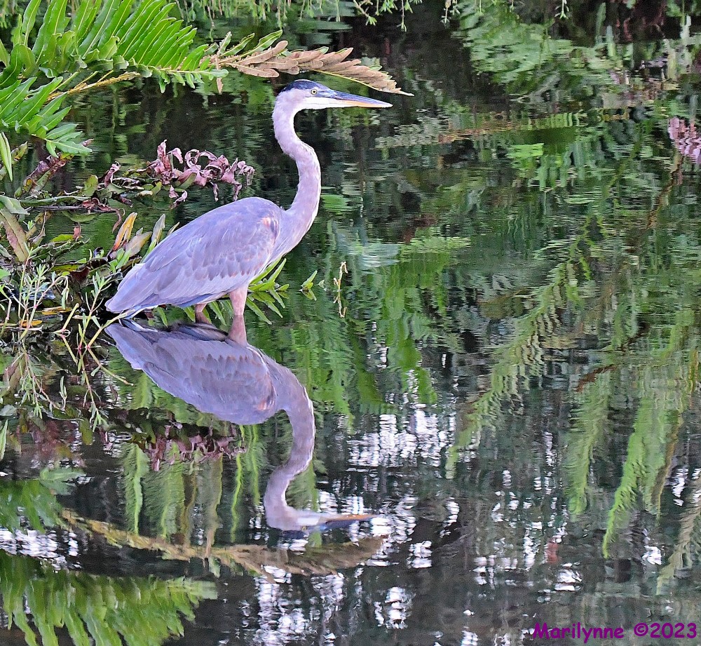 DSC_7888_001.JPG