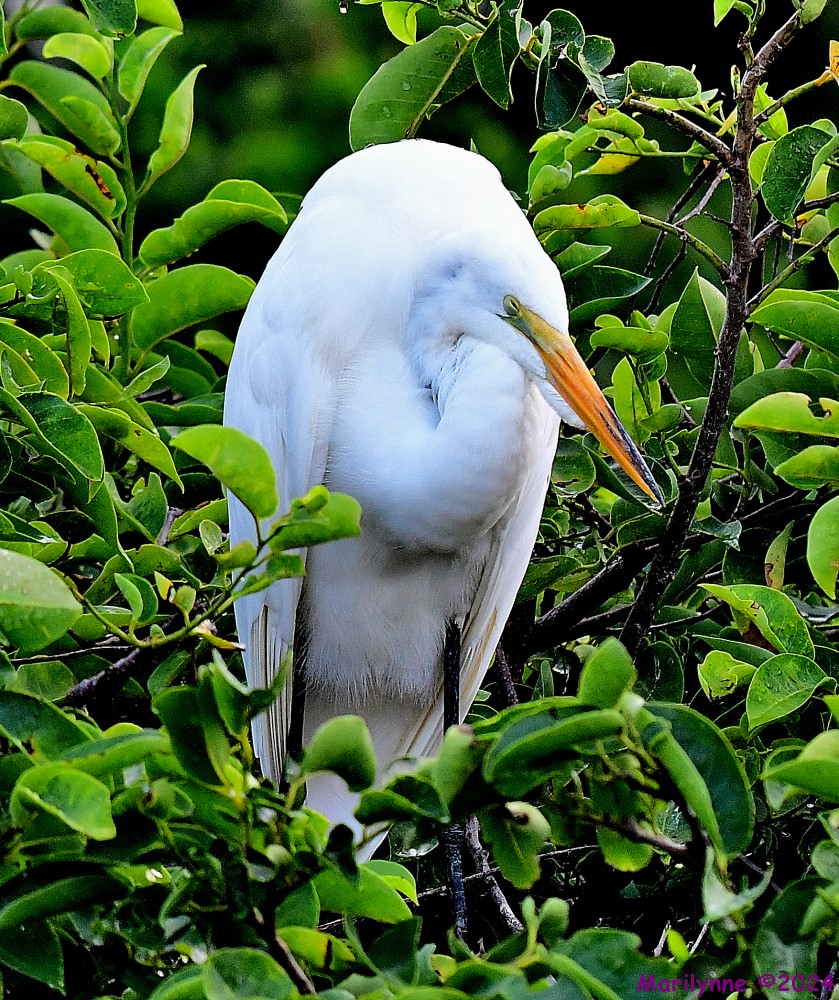 DSC_7888_001.JPG