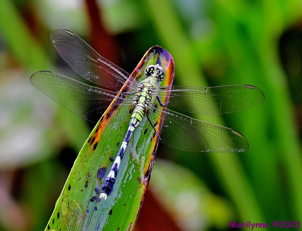 DSC_7890_001.JPG