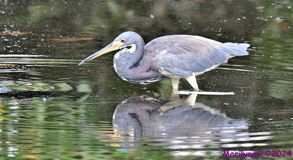 DSC_7890_001.JPG