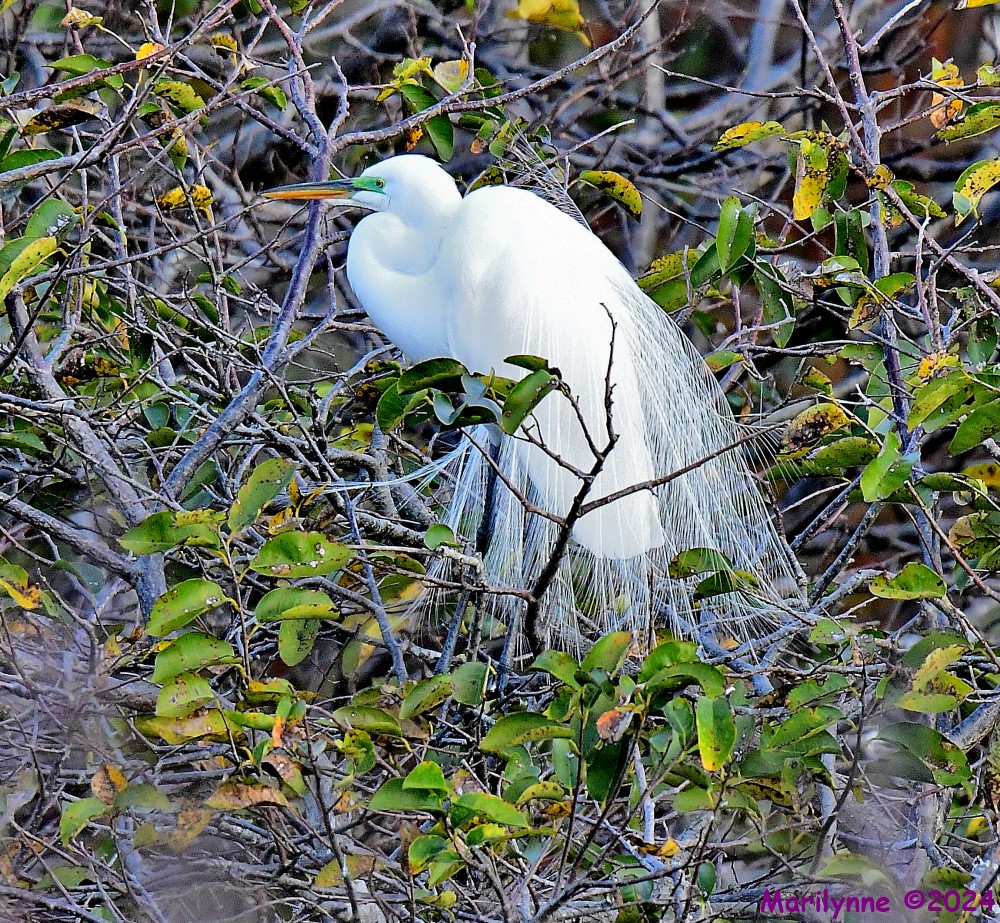 DSC_7894_001.JPG