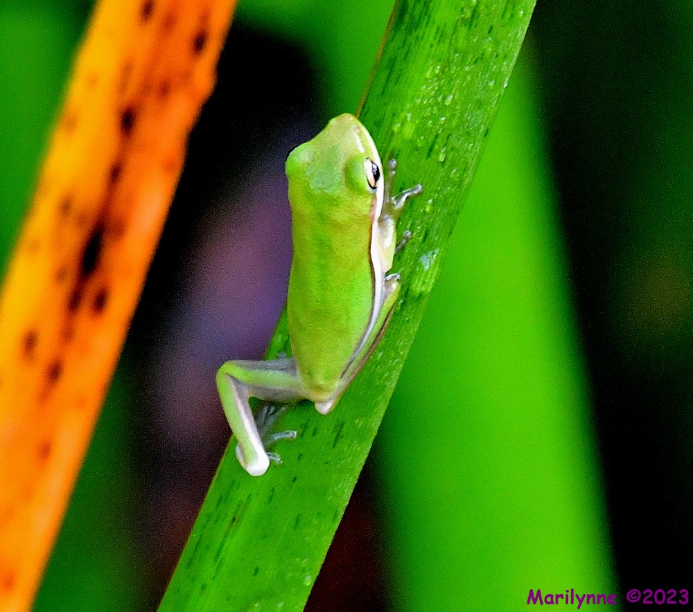 DSC_7896_001.JPG