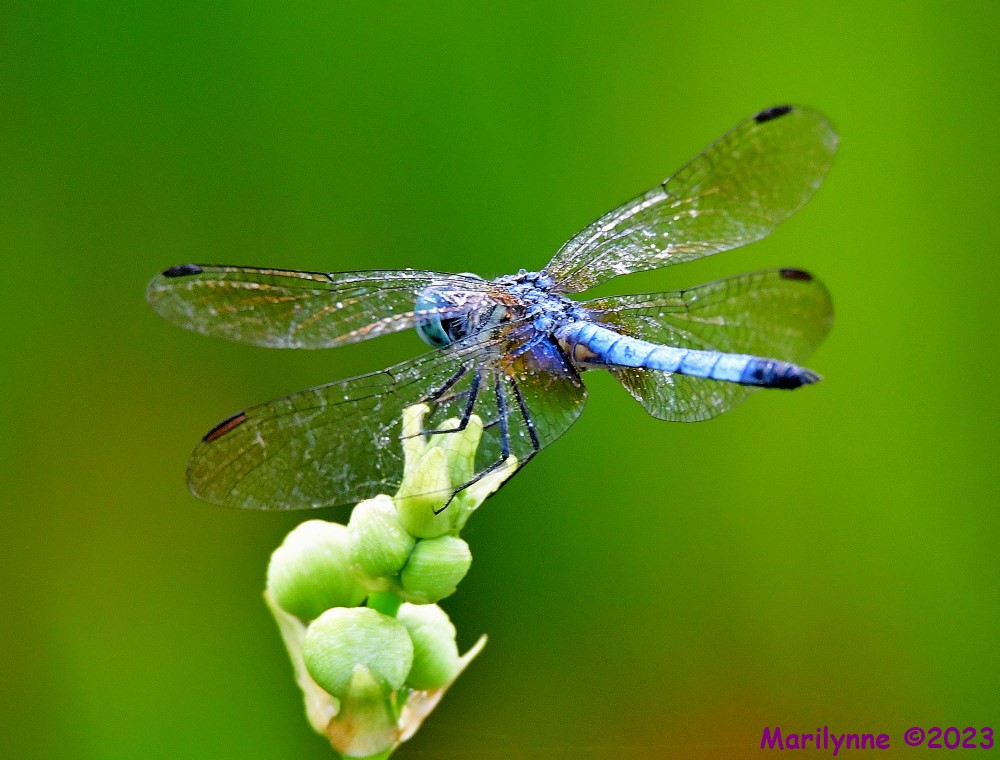 DSC_7898_001.JPG